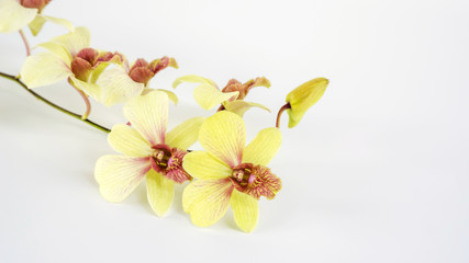 Fototapeta na wymiar Orchid flower on a white background.