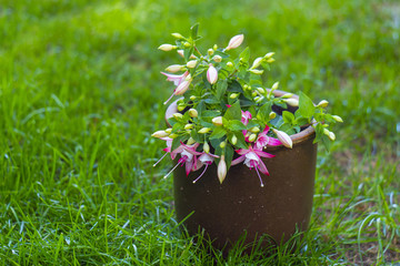 fuchsia flowers in a pot