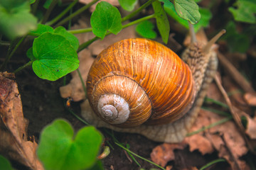 Snail Shell Horns Nature Sunny day