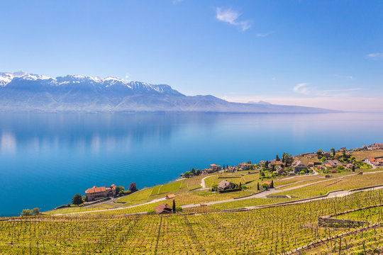 Nature, Rows of Vineyard Terraces in Famous Lavaux Wine Region, Overlooking the Northern Shores of Lake Geneva near Lausanne, Canton of Vaud, Switzerland, using for Wallpaper