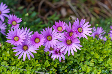 Obraz premium violet daisy