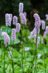 Fototapeta premium blooming grass purple 