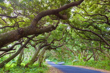 Obraz premium Beautiful road