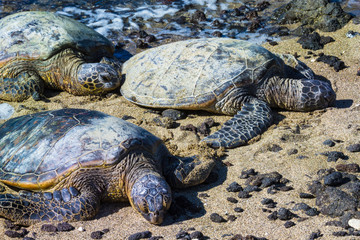 Turtles on Hawaiian beach