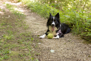 Obraz na płótnie Canvas A border collie puppy relaxing with the ball, in the woods.