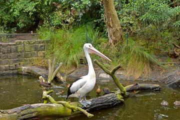 pelican