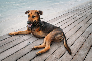 Disabled dog three legs laying on the floor