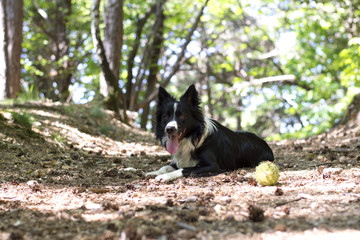 Naklejka na ściany i meble A border collie puppy relaxing with the ball, in the woods.