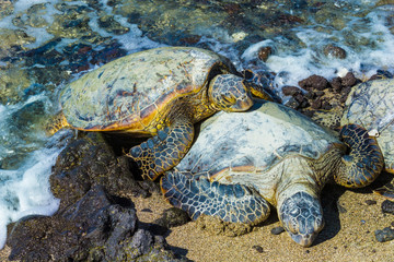 Obraz premium Sea Turtle