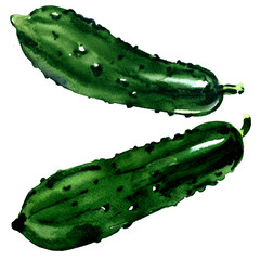 fresh whole two cucumbers isolated, green vegetable, watercolor illustration on white