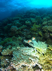 White hard coral inside the coral garden