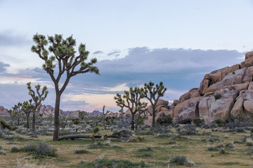 Joshua Trees growing in the desert - Joshua Tree National Park, California