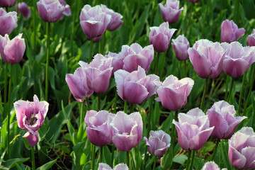 Fringed lilac tulips in the park