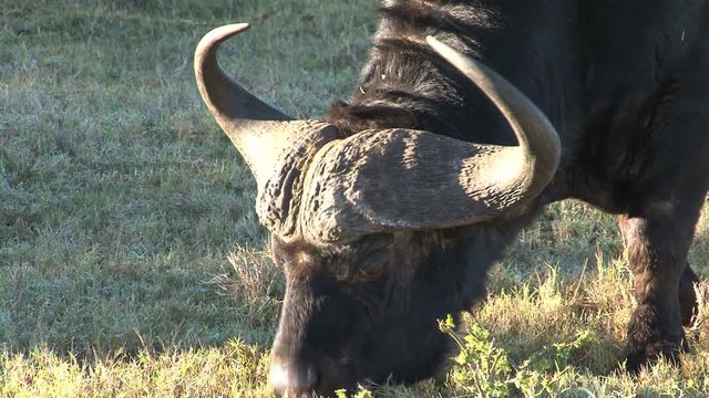 Buffel eating grass, close-up