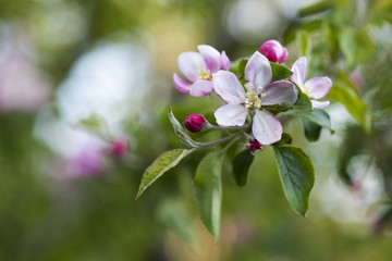 Fototapeta na wymiar Beatiful blossom branch in spring time..