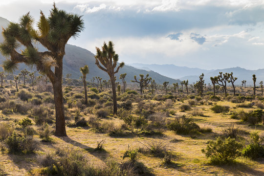 Joshua Trees growing in the desert - Joshua Tree National Park, California