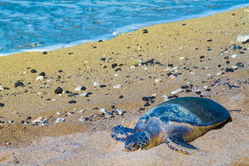 Turtle on Hawaiian beach