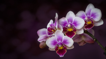 Orchid Flowers Closeup