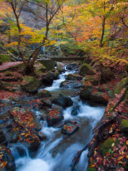 Autumn color leaves along a clear mountain stream 渓流と紅葉