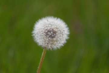 Dandelion blooms closeup on green background. Nature