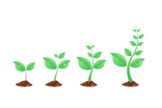 Phases plant growing. Planting tree infographic. Evolution concept. Seeds sprout in ground. Vector illustration.
