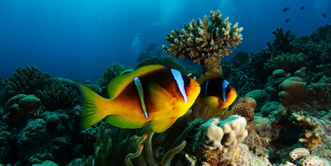 Fototapeta na wymiar Two anemone clown fish near the table coral