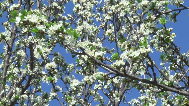 Flowers of the Cherry Tree Cherry blossom tree pollination fruit trees making honey close up honeycomb honeycomb working on a sunny day and warm weather with a blue sky