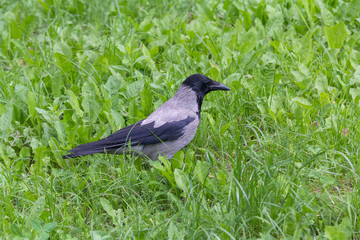 Crow stands on the grass of the city lawn. Bird