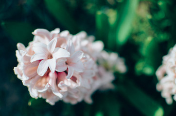 Background of tender pink flowers hyacinths closeup