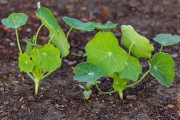 from seed s the nasturtium's are growing