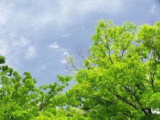 Fototapeta premium 新緑の欅と青空