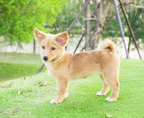 Brown dog face looking.