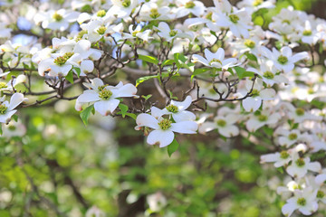 ハナミズキ　白い花
