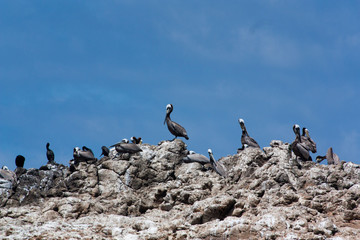 Flock of pelicans on a rock on the sea. Coast of california. Seabirds and guano on the rocks