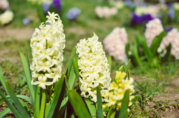 Light yellow hyacinth flowers in the garden