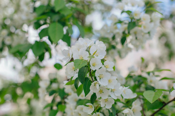 Blooming apple tree