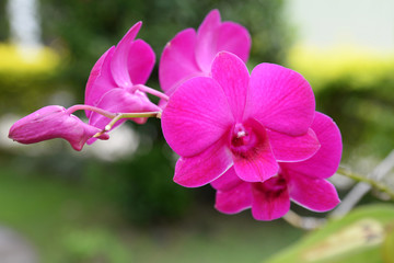 Orchidea Silvestre 