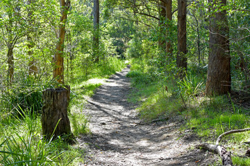 Obraz premium Walk in the woods