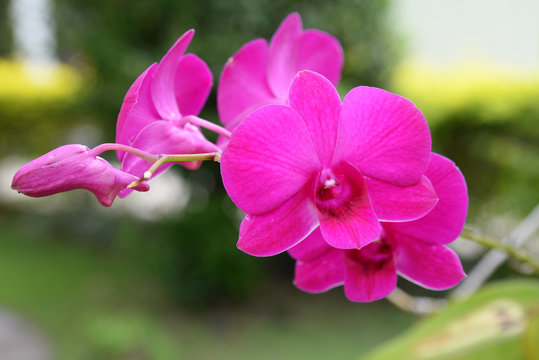 Orchidea Silvestre 
