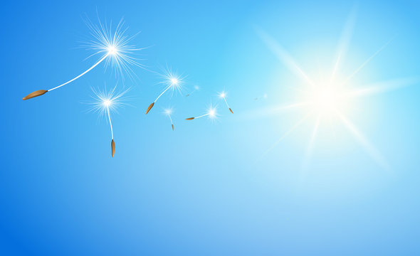 Fliegende Pusteblume Flugschirme vor blauem Himmel mit Sonne