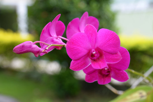 Orchidea Silvestre 