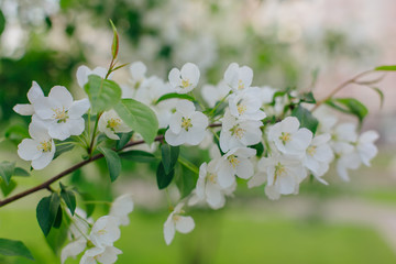 Blooming apple tree