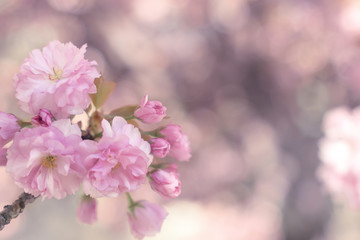 Naklejka na ściany i meble Spring pink flowers. Selective focus