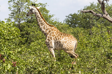 Giraffe standing inside Kruger Nationalpark, South Africa