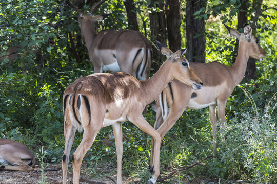 Herd of Antilopes together inside Kruger Park, South Africa