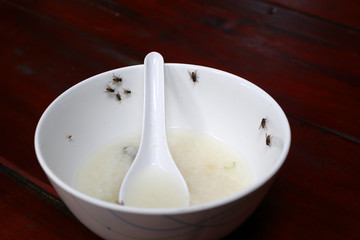 Fly on a plate of food on the table.  