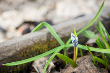 Puschkinia scilloides (Striped Squill) in the garden