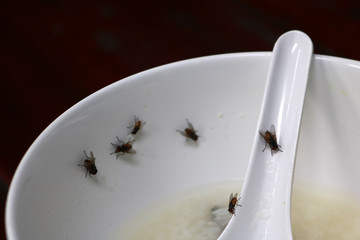 Fly on a plate of food on the table.  