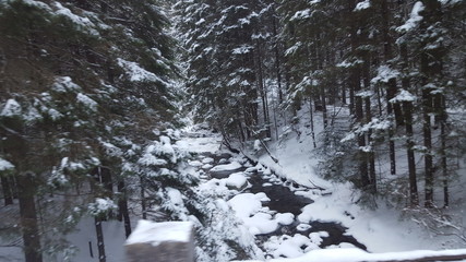 Fir forest during winter time