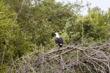 Eagle sitting on a tree in Kruger Park